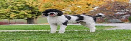Bernedoodle dogs for sale:  Daisy🩷  - Ad 12