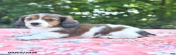 Mixed Breed dogs for sale: Duke - Ad 4