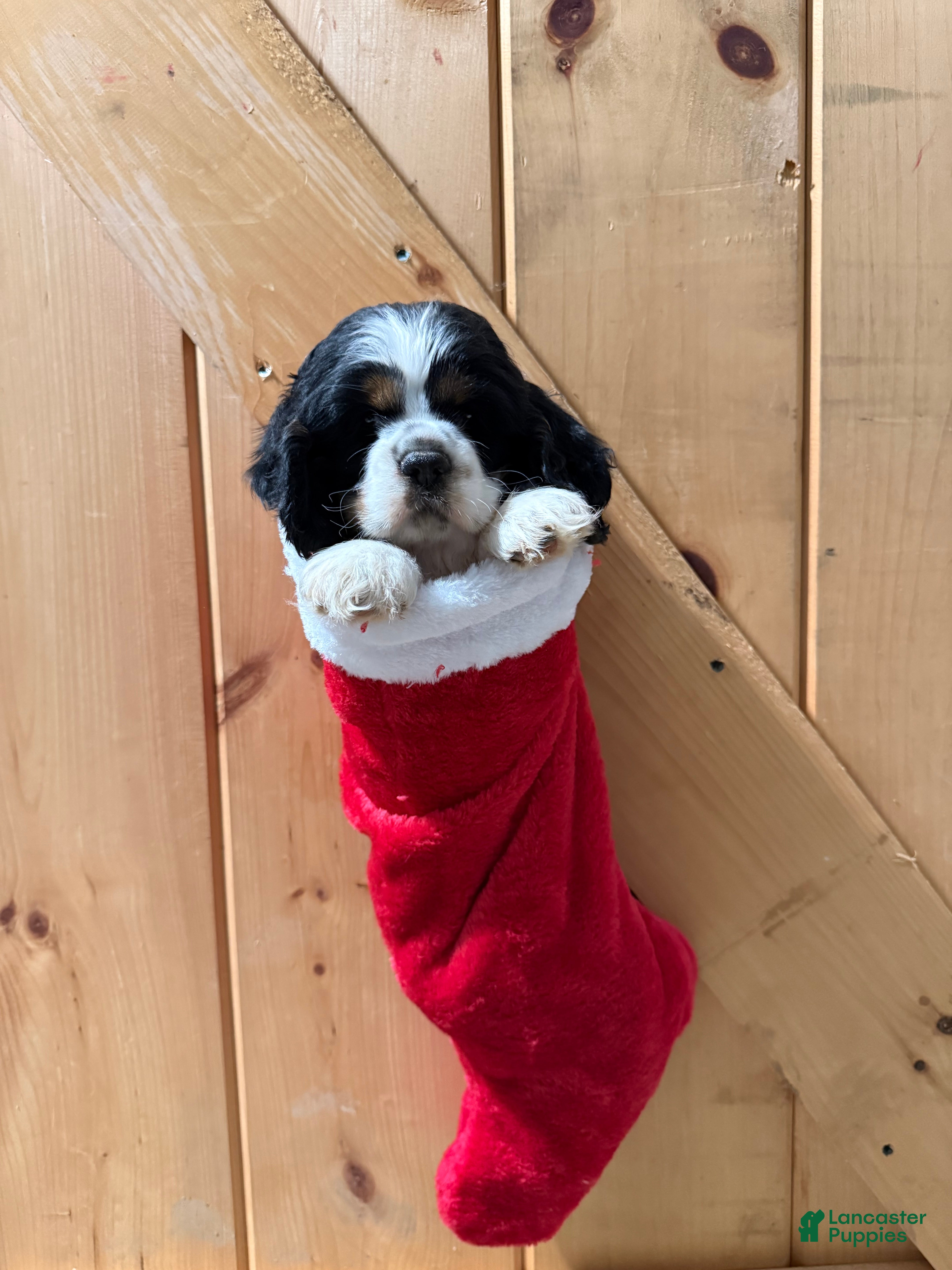 Cocker Spaniel dogs for sale: Dollie - Ad 1
