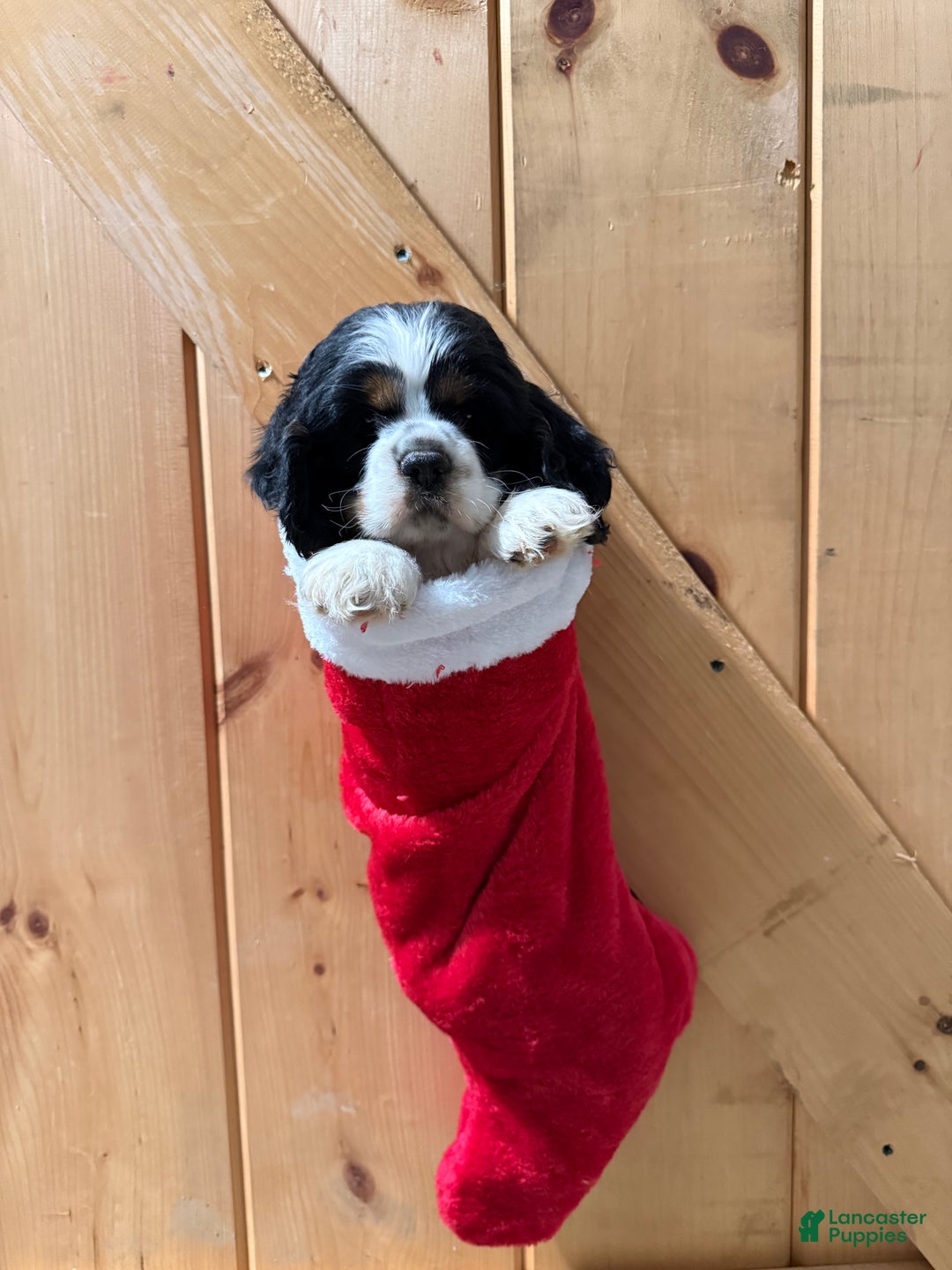 Cocker Spaniel dogs for sale: Dollie - Ad 1