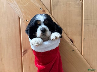 Cocker Spaniel dogs Dollie - Ad 28