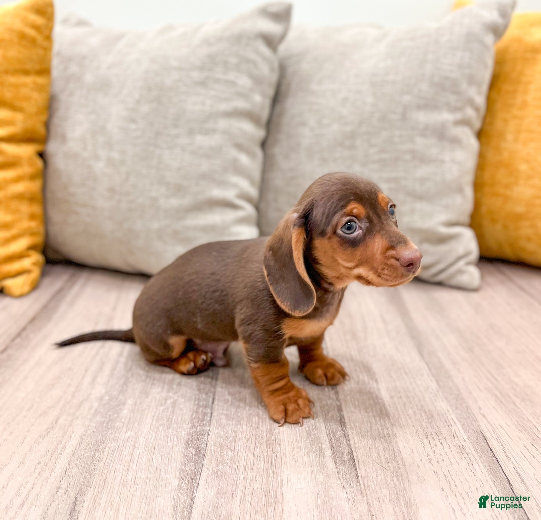 Miniature Dachshund dogs for sale: Oliver - Ad 3