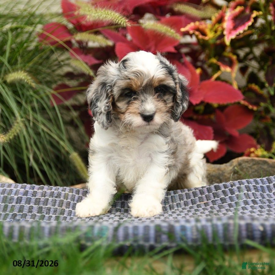 Cavapoo dogs Sasha - Ad 2