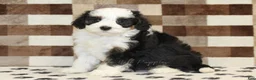 Mini Bernedoodle dogs for sale: Kylie - Ad 4