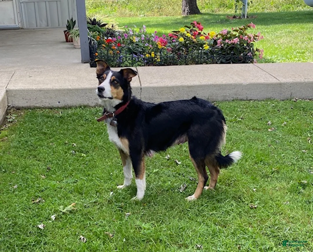 Border Collie dogs for sale: Penny - Ad 5