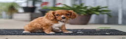 Cavalier King Charles Spaniel dogs for sale: Chase - Ad 3