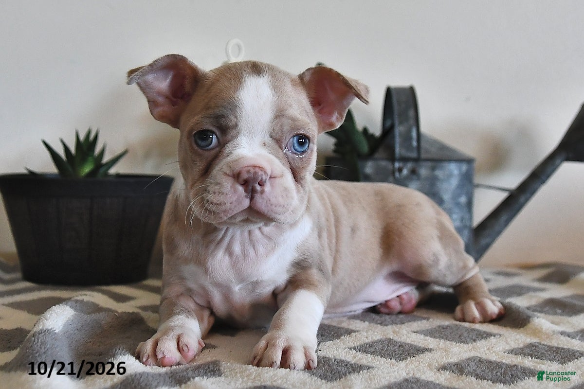 Boston Terrier dogs for sale: Crissa - Ad 1
