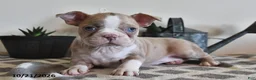 Boston Terrier dogs for sale: Crissa - Ad 1