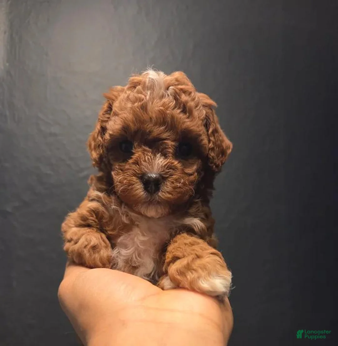 Toy Poodle dogs for sale: Sara - Ad 1