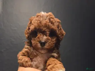 Toy Poodle dogs Sara - Ad 8