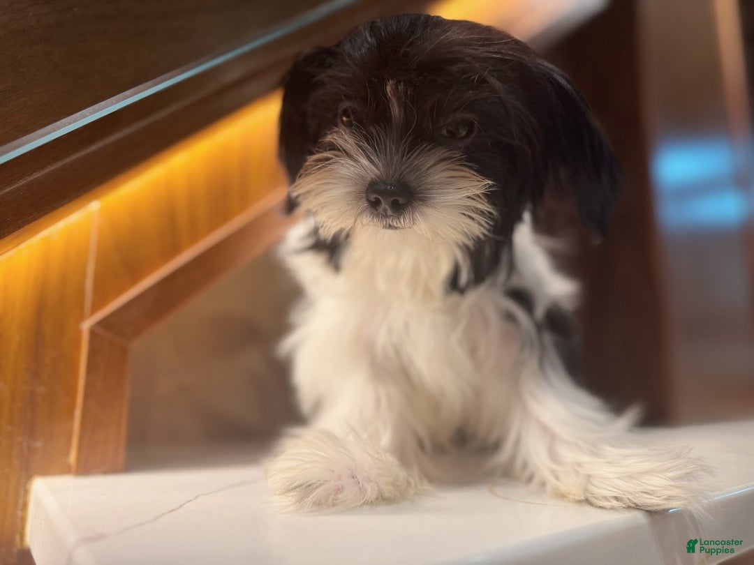 Morkie dogs for sale: Mr Tiny - Ad 3