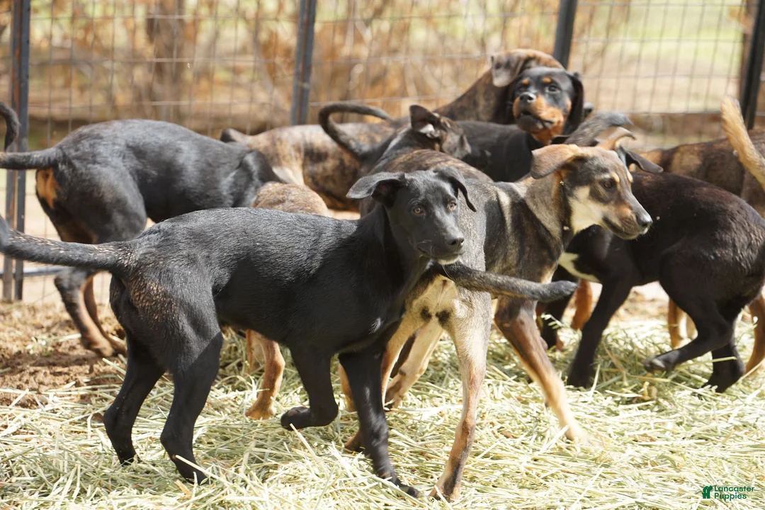 Mixed Breed dogs for sale: Jet Tiscar Farm Dog - Ad 12