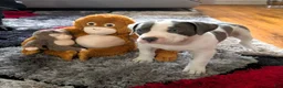 American Bully dogs for sale: MEG THA STALLION - Ad 9