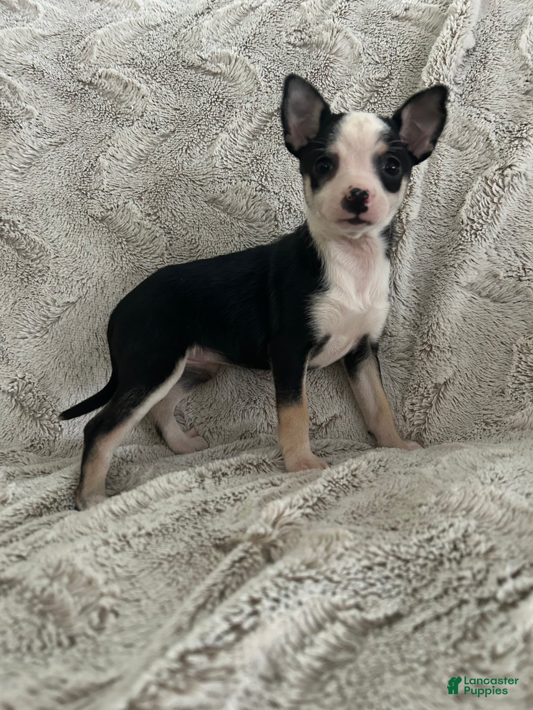 Chihuahua dogs for sale: Clover - Ad 2