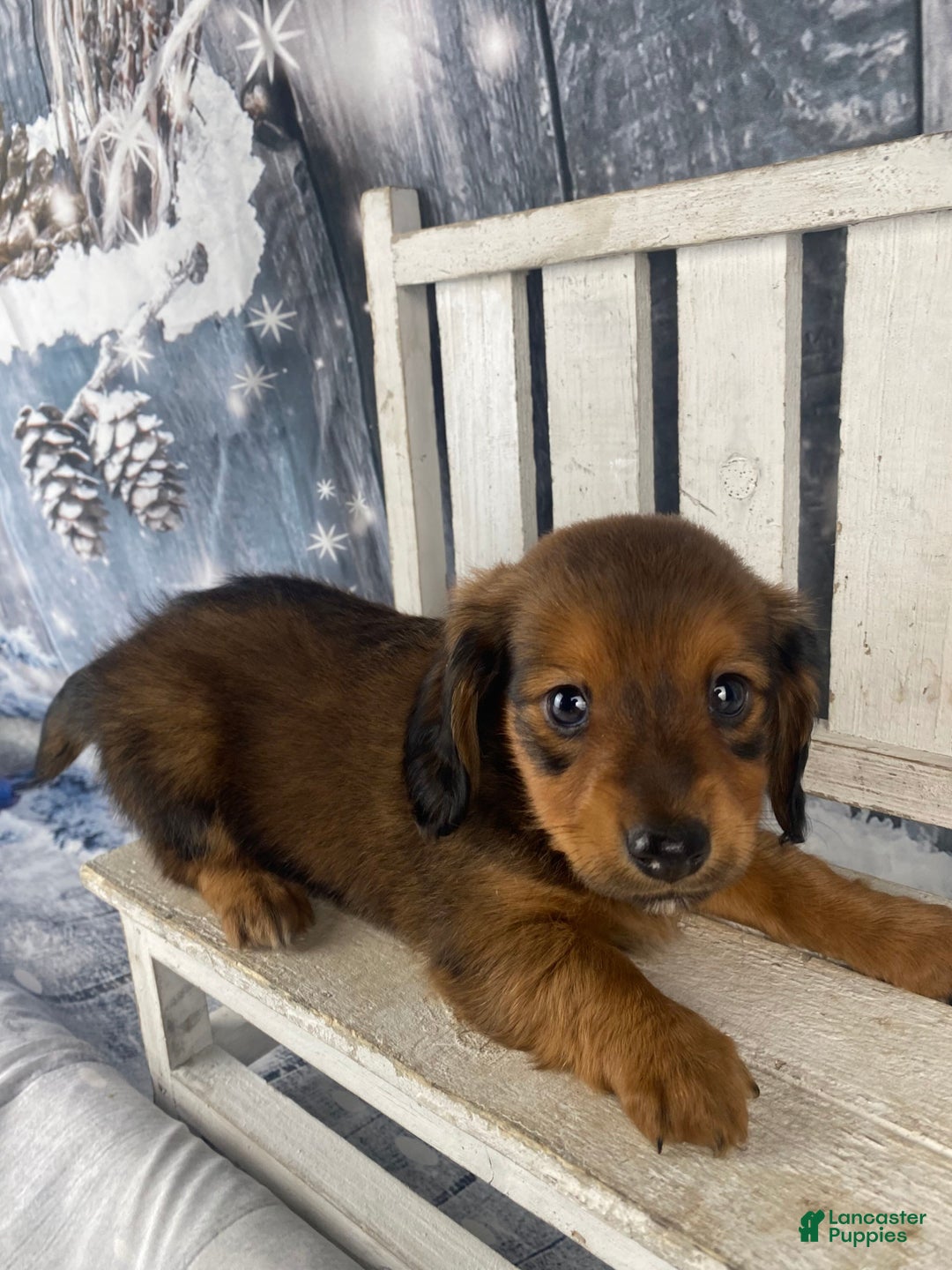 Miniature Dachshund dogs for sale: Dolly - Ad 7
