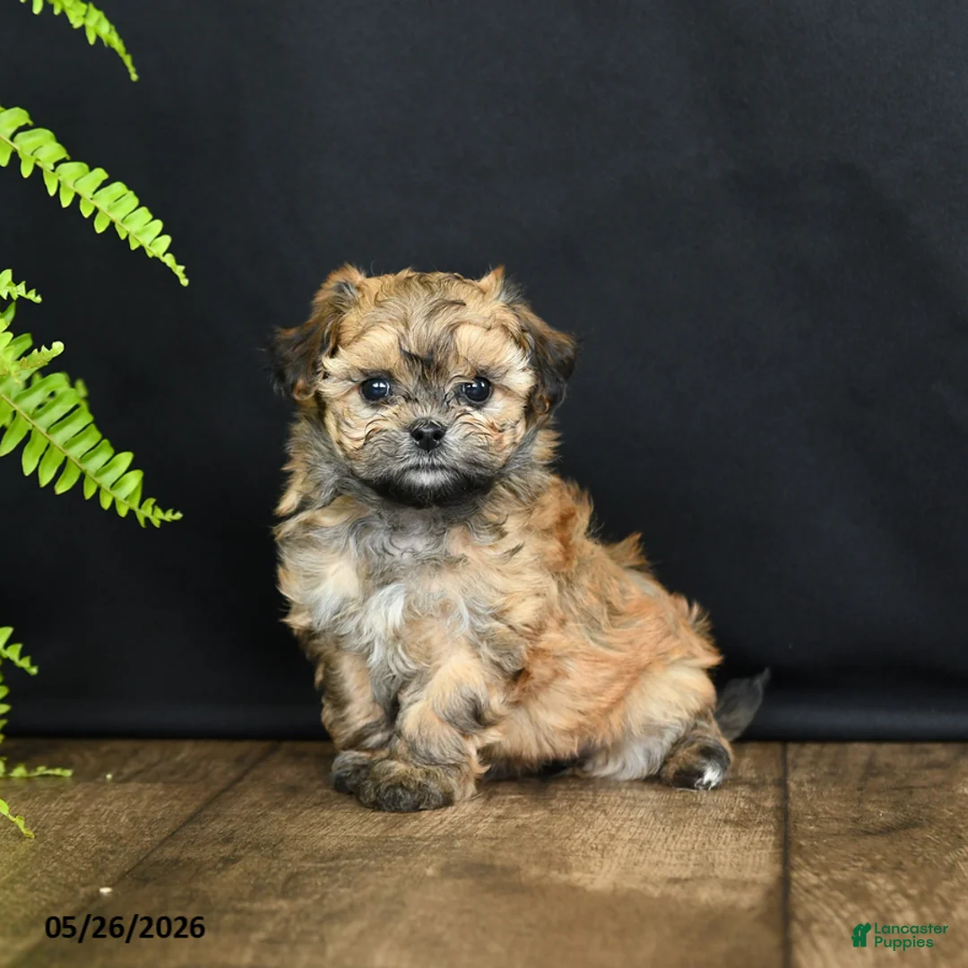 Mixed Breed dogs for sale: Marie   - Ad 1