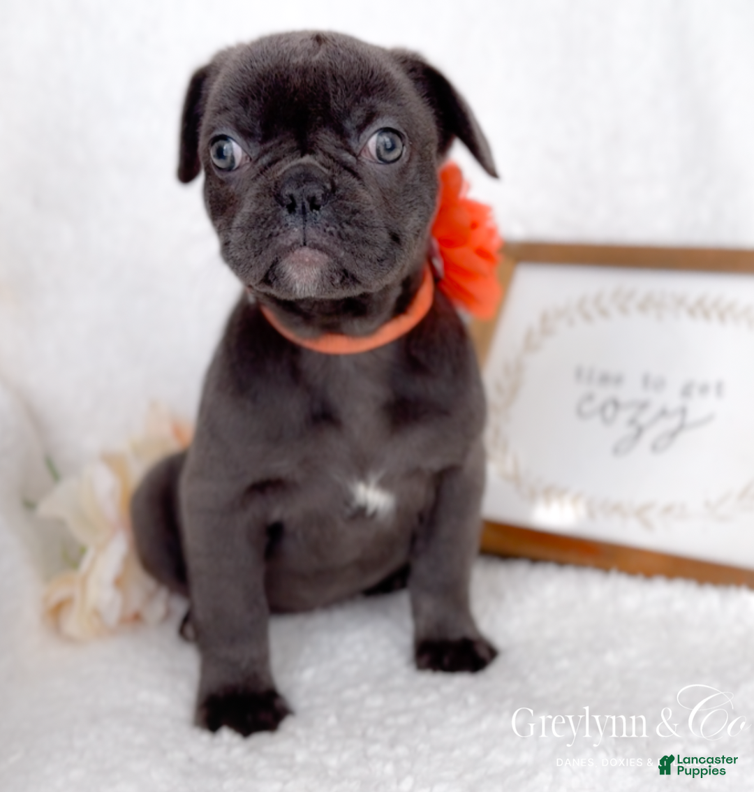 French Bulldog dogs for sale: Vixen Blue Fluffy Carrier - Ad 4