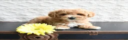 Mixed Breed dogs for sale: Kyle - Ad 1