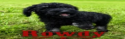 Standard Poodle dogs for sale: Rowdy - Ad 3
