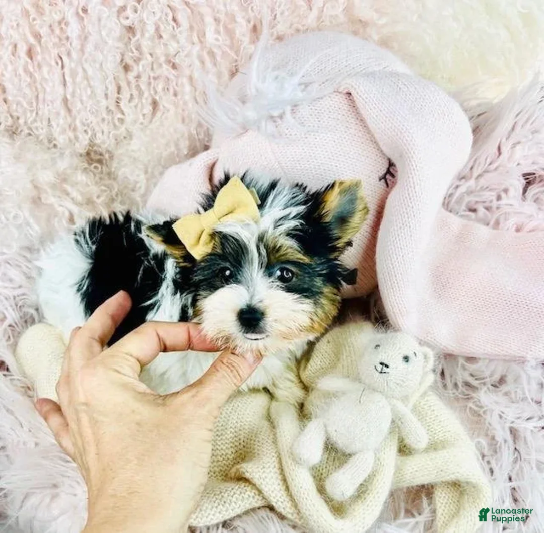 Yorkshire Terrier dogs for sale: Meet Jor!      - Ad 1