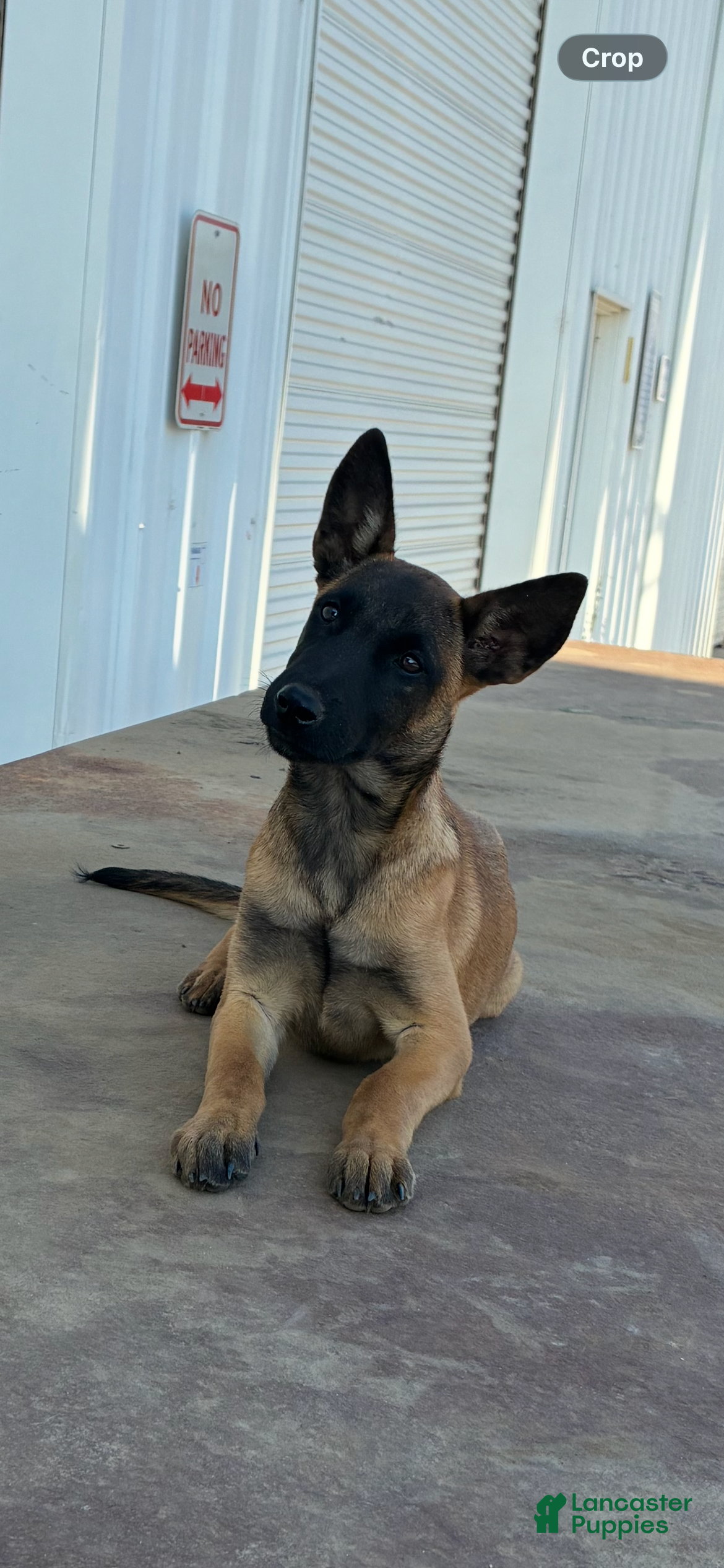 Belgian Malinois dogs Belgian Malinois 1 - Ad 1