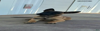 Belgian Malinois 1