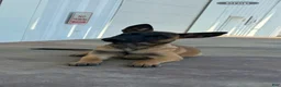 Belgian Malinois dogs for sale: Belgian Malinois 1 - Ad 1