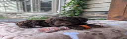 Cavapoo dogs for sale: Rocky  - Ad 4