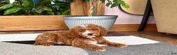 Cavapoo dogs for sale: Cavapoo male 2 - Ad 6