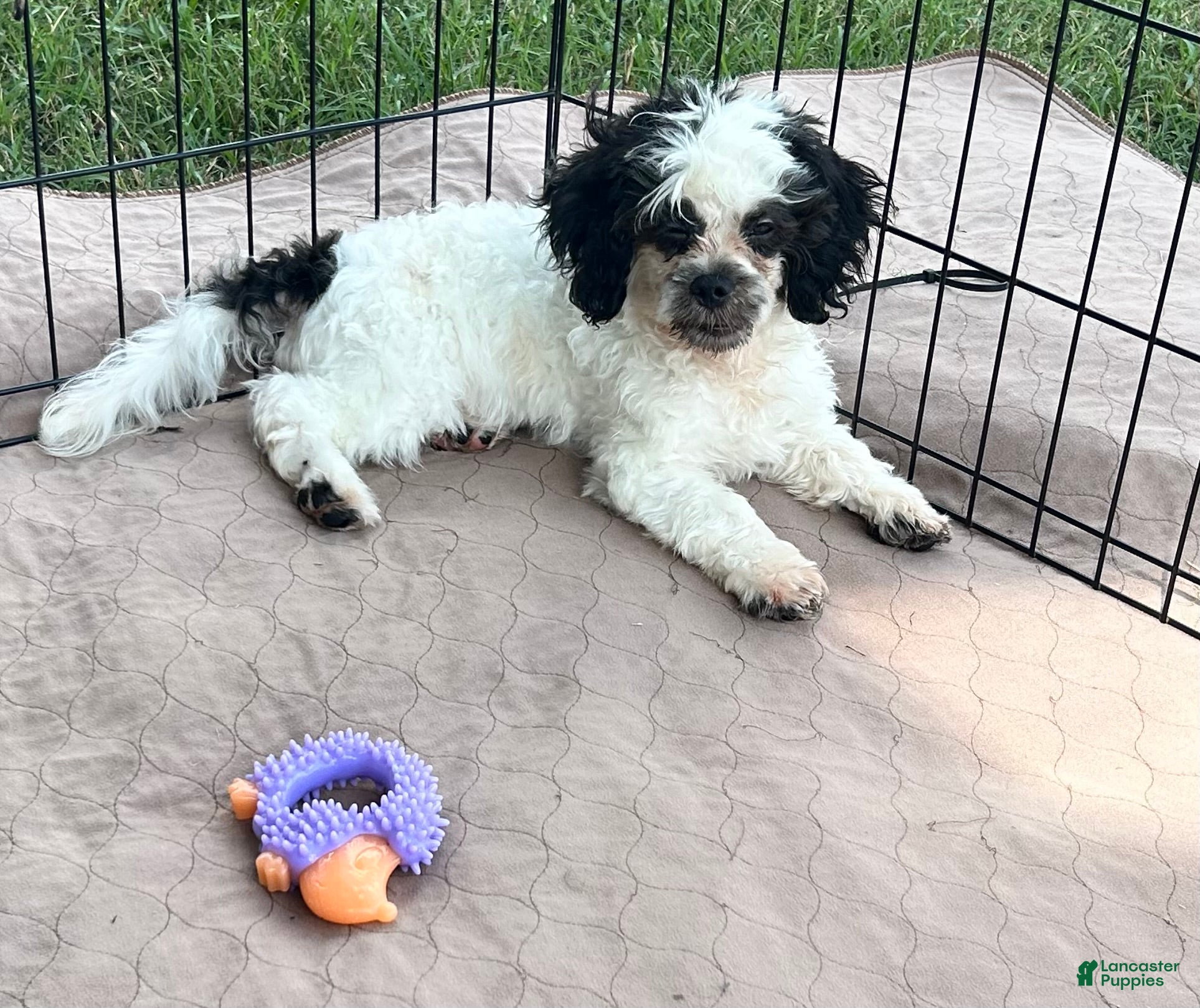 Shihpoo dogs for sale: Shihpoo 1 - Ad 12