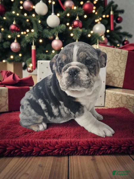 Mixed Breed dogs Penelope - Ad 25