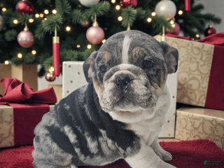 Mixed Breed dogs Penelope - Ad 12