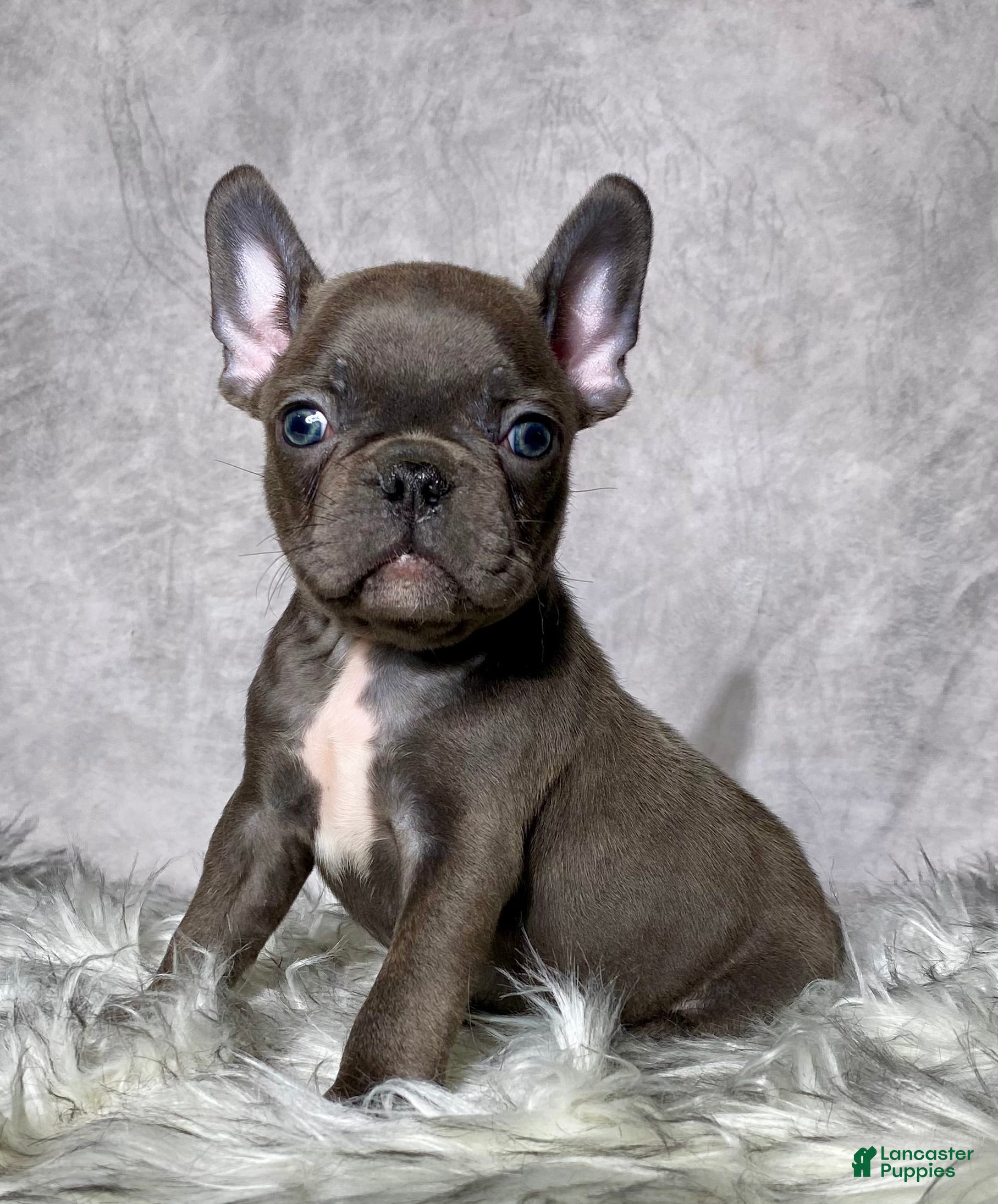 Mixed Breed dogs Mr. Diesel  - Ad 1