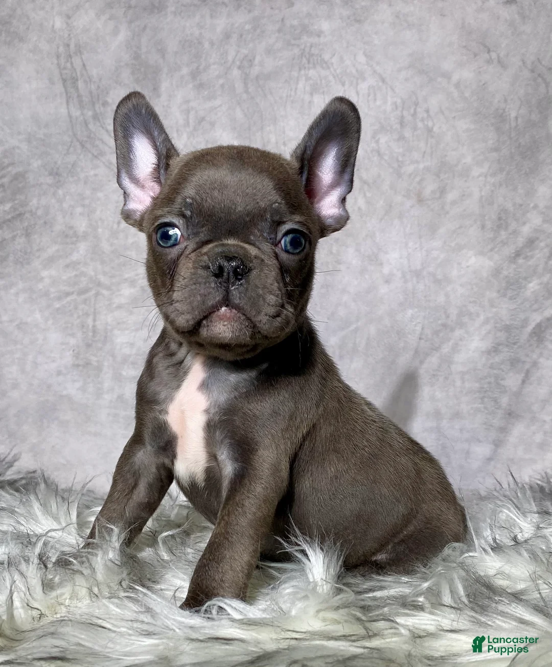 Mixed Breed dogs for sale: Mr. Diesel  - Ad 1