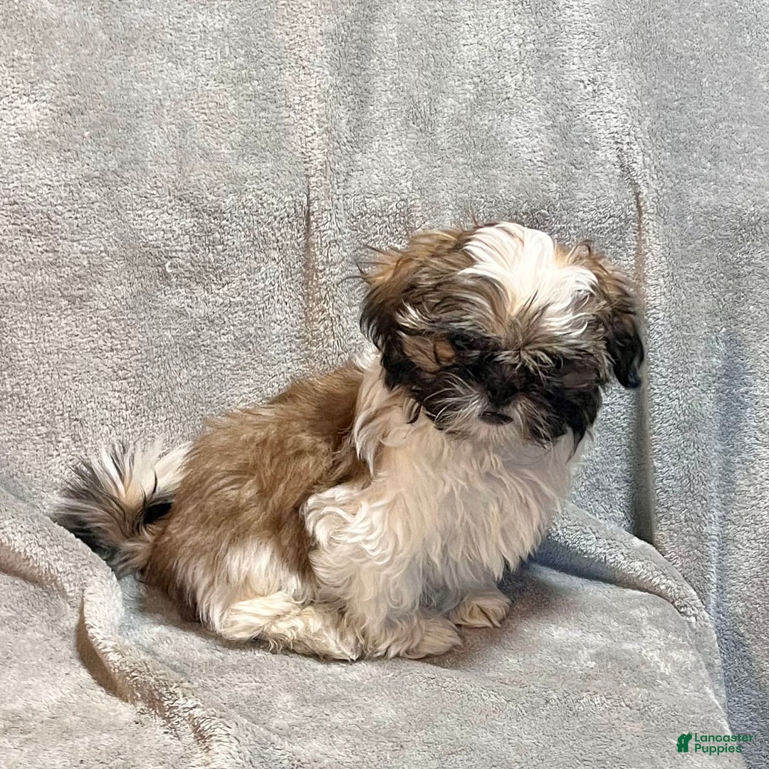 Shih Tzu dogs for sale: Markus - Ad 5