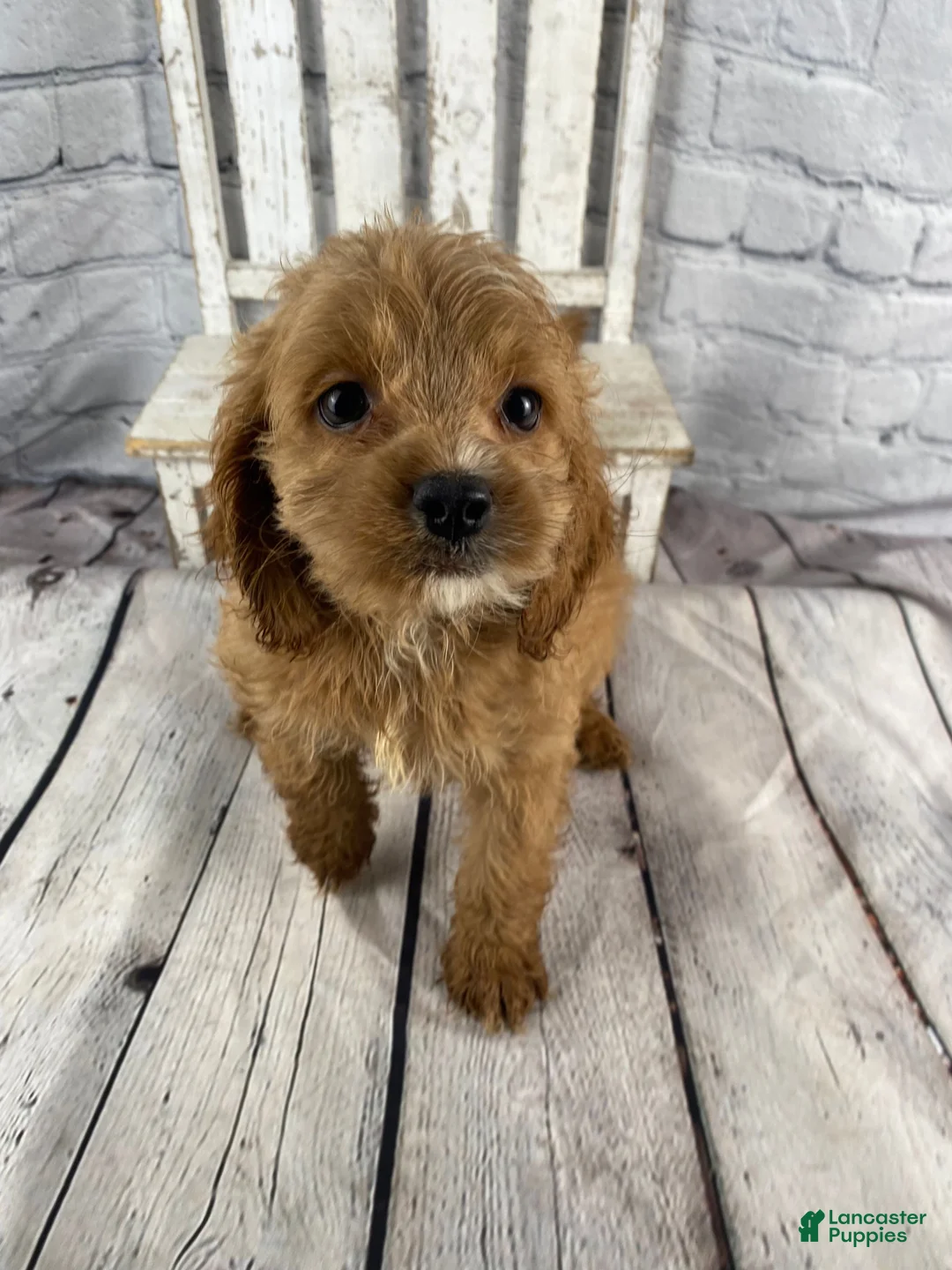 Cockapoo dogs for sale: Moose - Ad 11