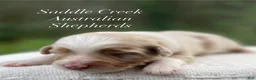 Australian Shepherd dogs for sale: Australian Shepherd 2 - Ad 5