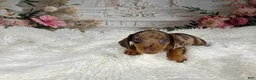Miniature Dachshund dogs for sale: AKC-Charlotte - Ad 7