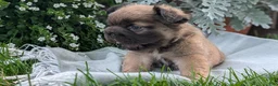 French Bulldog dogs for sale: Olive - Ad 3