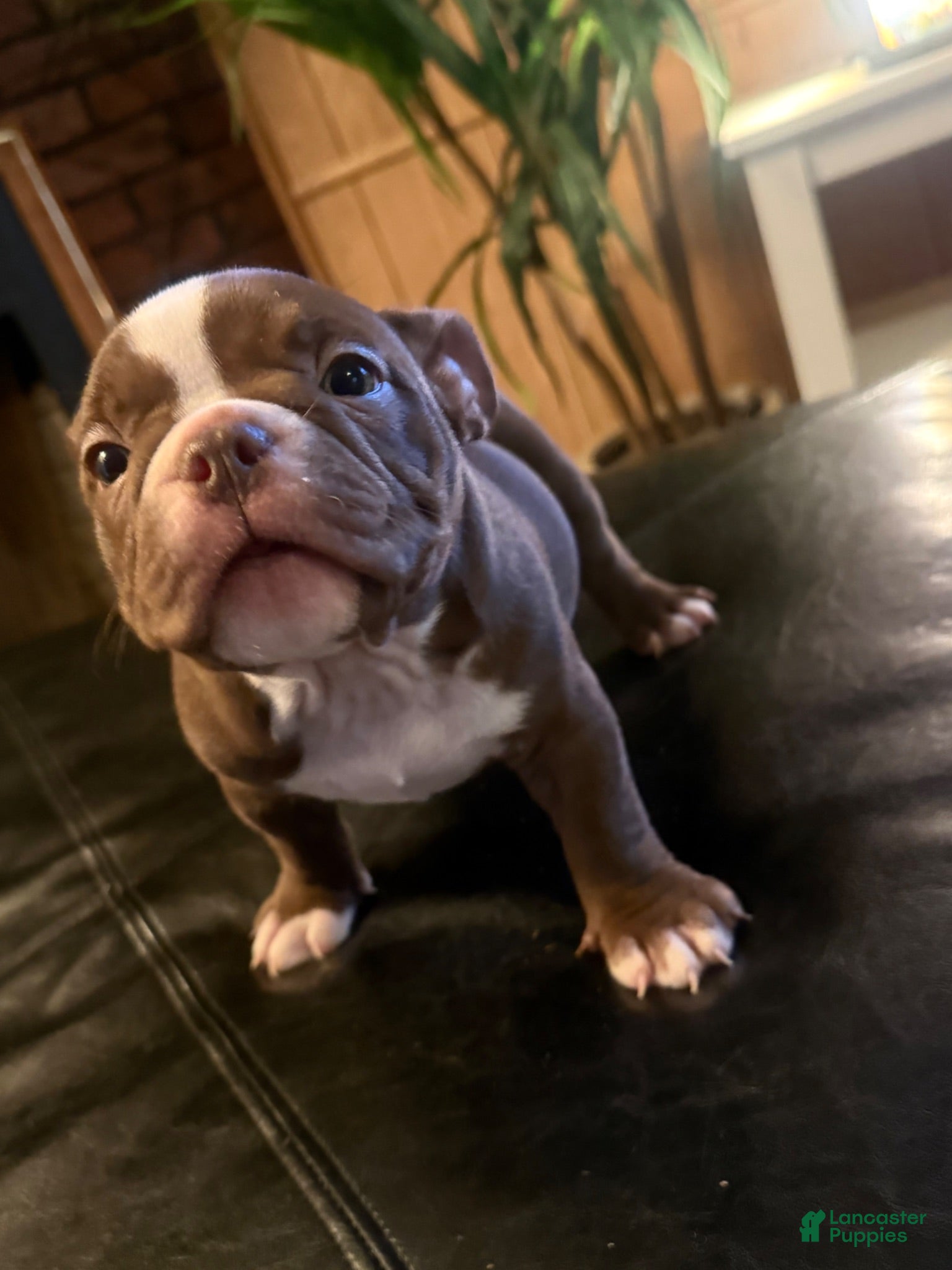 American Bully dogs American Bully 2 - Ad 22