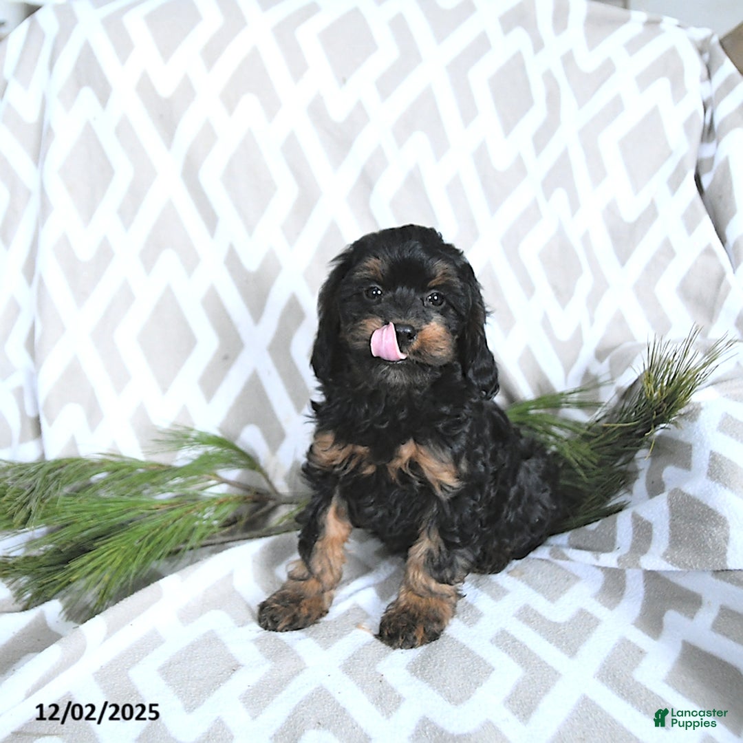 Cavapoo dogs for sale: Holly - Ad 4