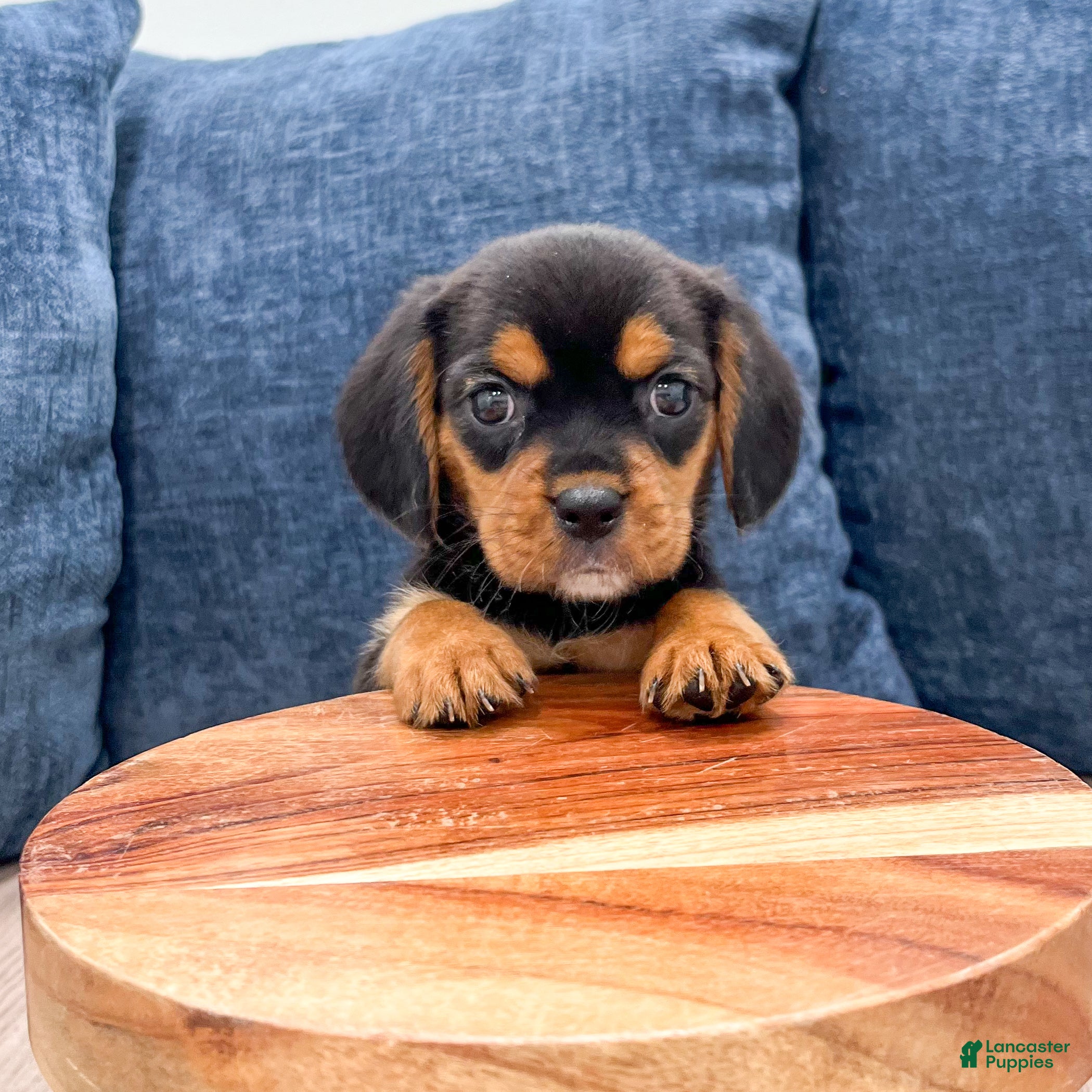 Beaglier dogs Wren - Ad 2