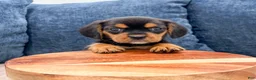 Beaglier dogs for sale: Wren - Ad 2
