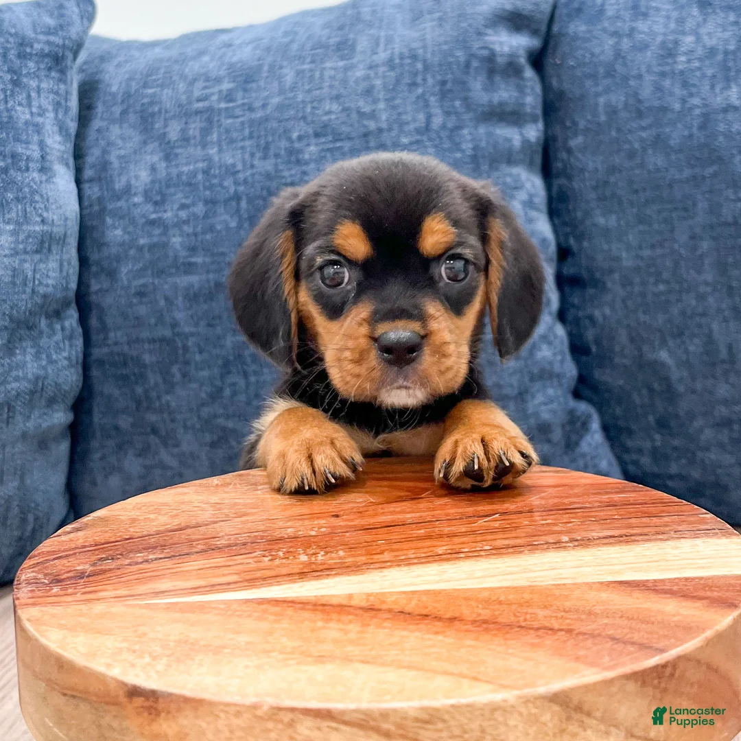 Beaglier dogs for sale: Wren - Ad 2