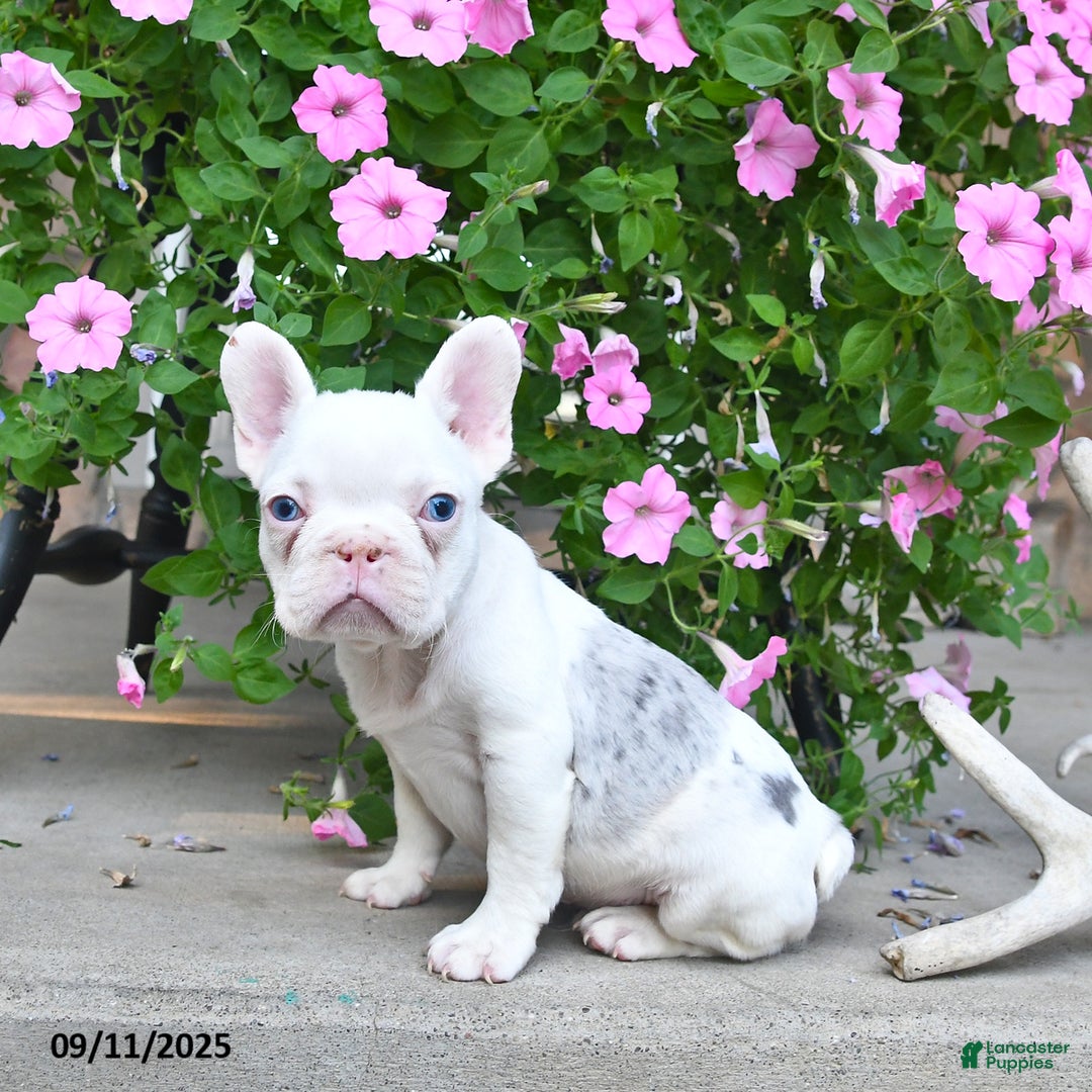 French Bulldog dogs for sale: Fritz - Ad 5