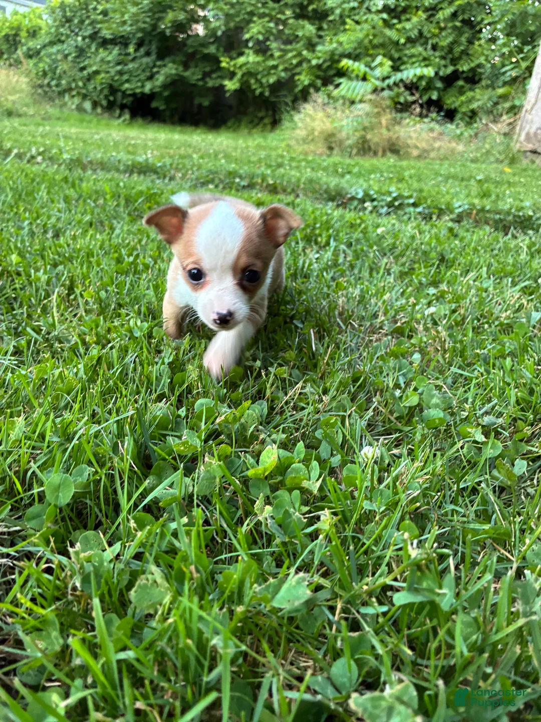 Chihuahua dogs for sale: Peanut - Ad 2