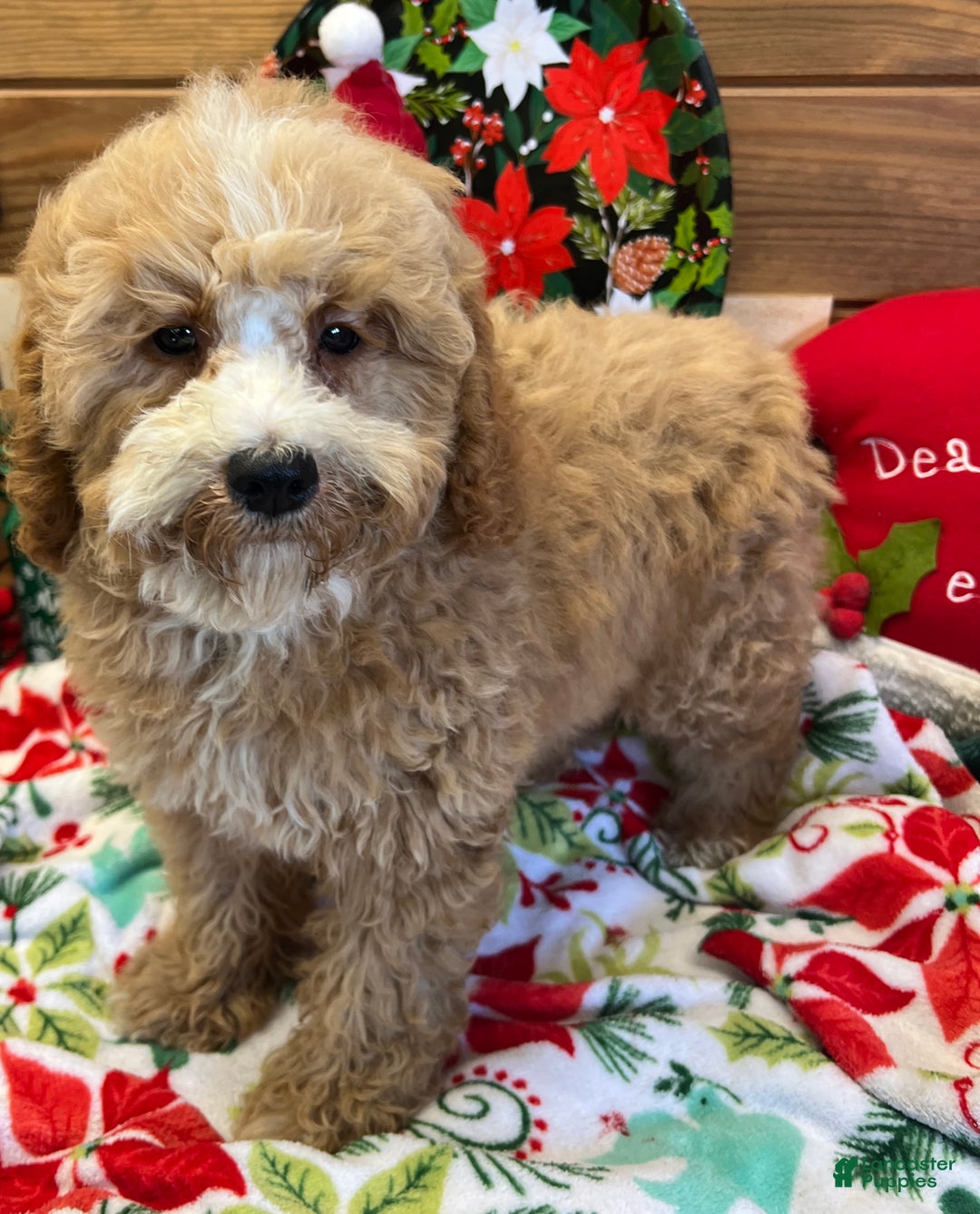 Mini Goldendoodle dogs for sale: Jingles - Ad 3