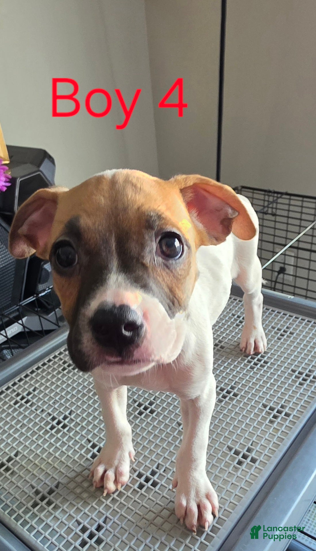 Mixed Breed dogs Lil' Monzie - Ad 1