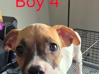 Mixed Breed dogs for sale: Lil' Monzie - Ad 1