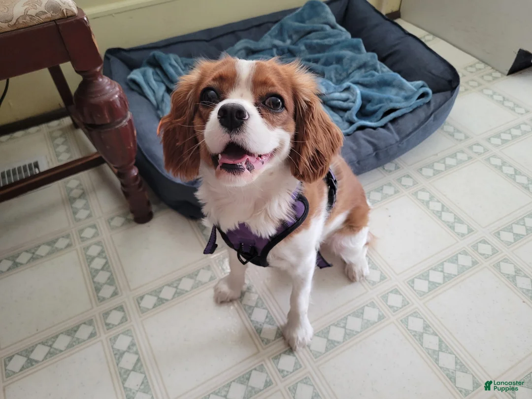 Cavapoo dogs for sale: F1 Stormy - Ad 5